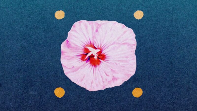 Chrysalis | L’Impératrice, and Louve (Song)